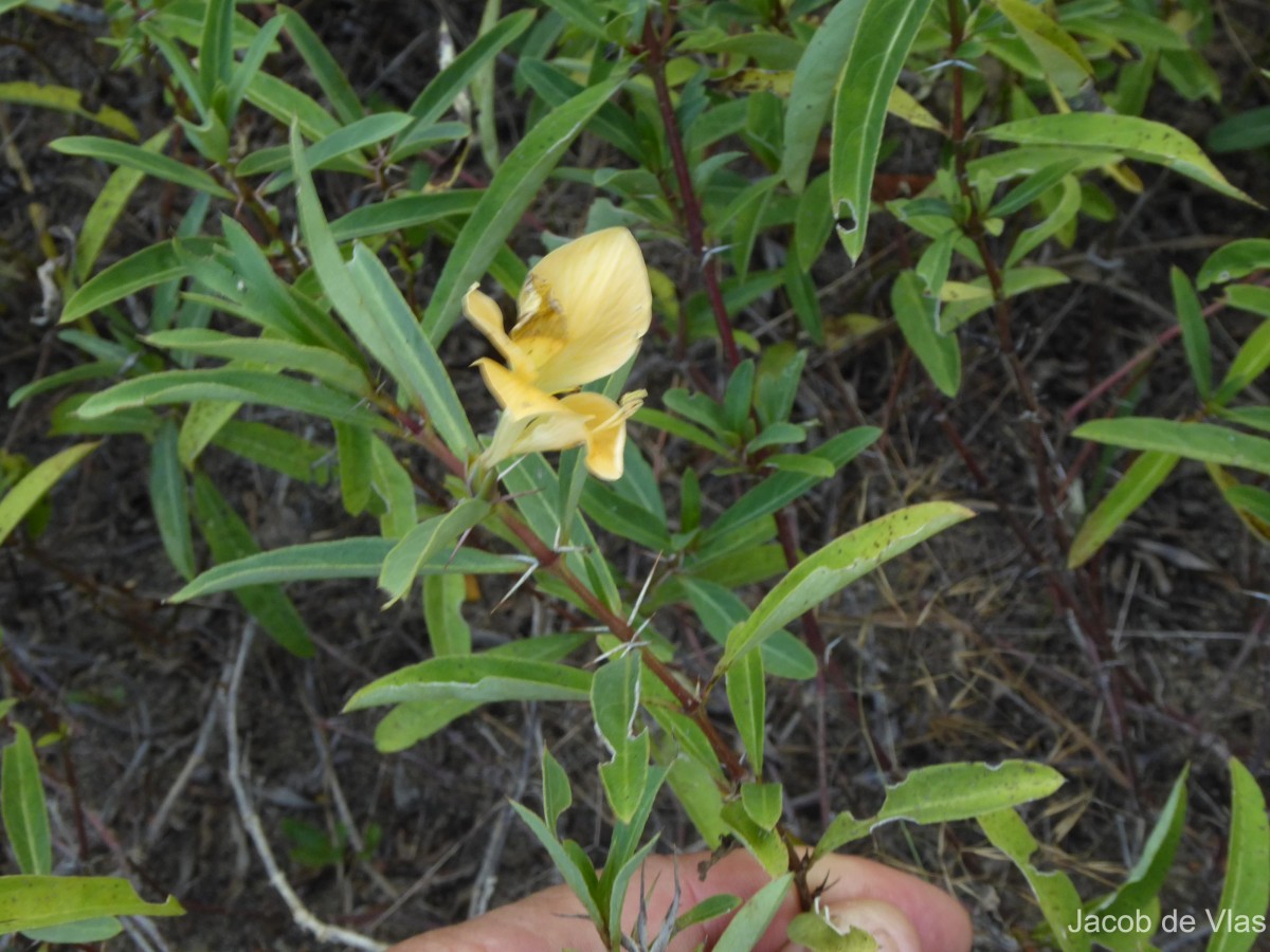 Barleria sp.